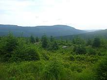 Mlad� les na h�ebenech Krkono�