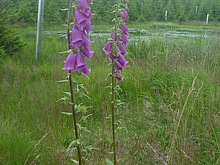 N�prstn�k �erven�