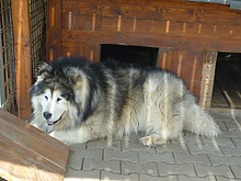 Horsk� pes na Dvora�k�ch