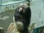 Liberec - ZOO (foto 7)