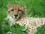 Dvůr Králové - ZOO & Safari - Dvůr Králové nad Labem